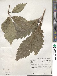 Quercus michauxii image