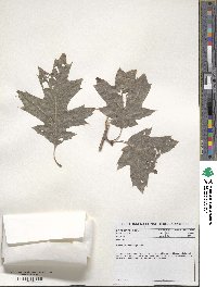 Quercus rubra image