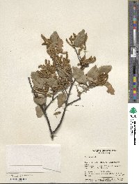 Quercus suber image