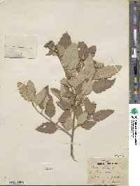 Quercus suber image