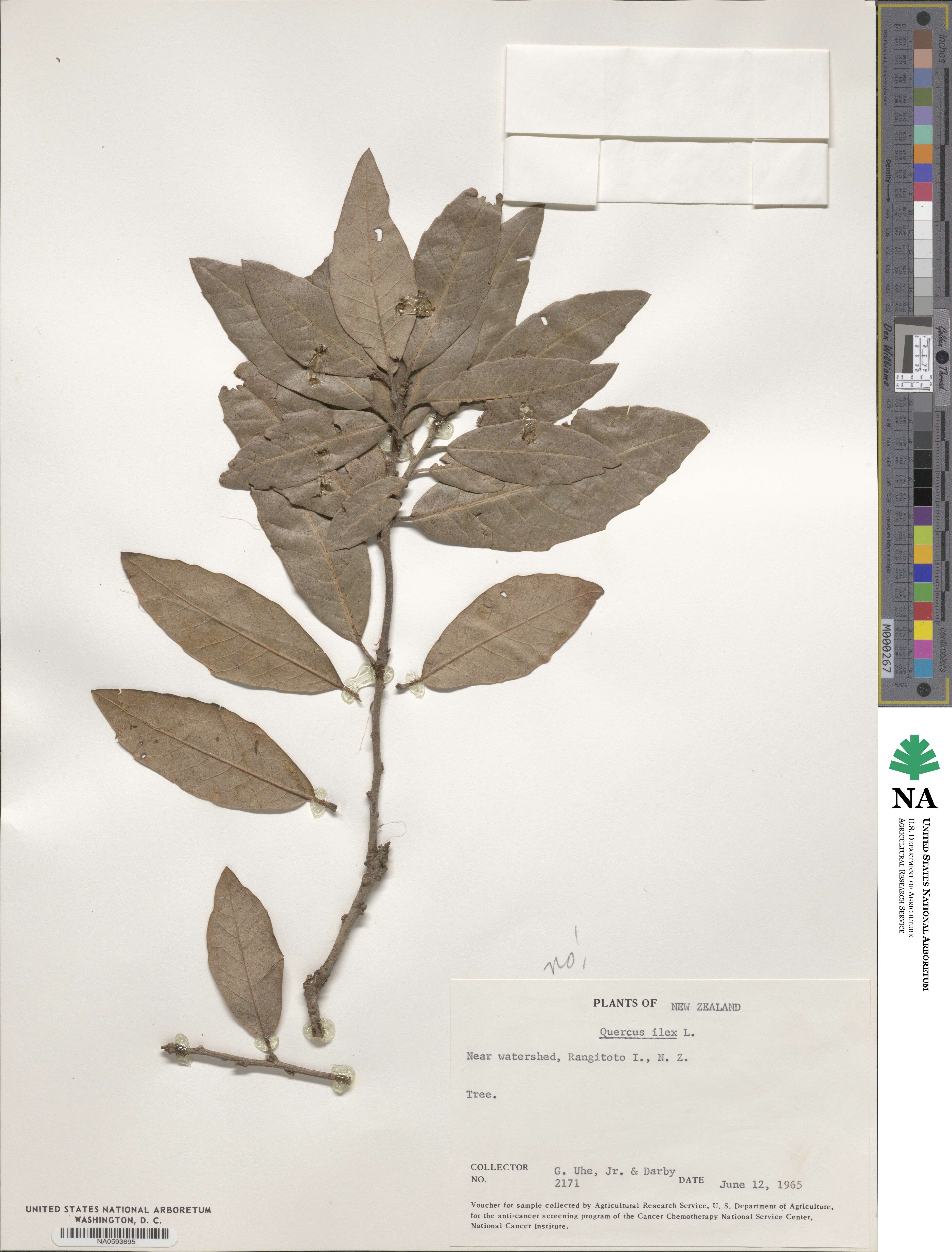 Quercus ilex image