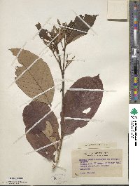 Image of Lithocarpus woodii