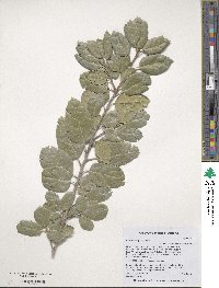 Quercus agrifolia image