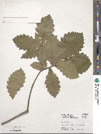 Quercus aliena image