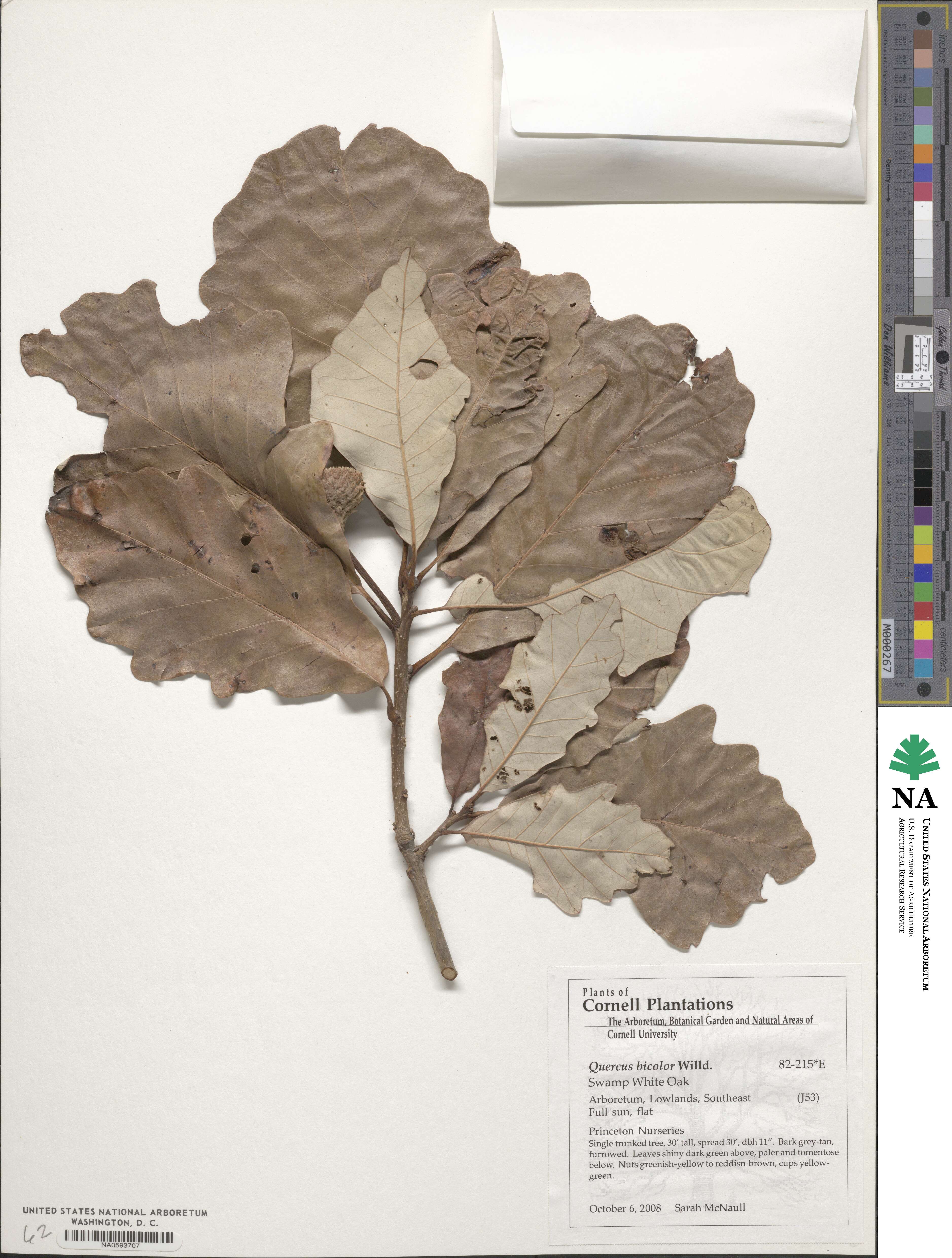 Quercus bicolor image