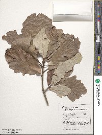 Quercus bicolor image