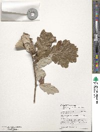 Quercus bicolor image