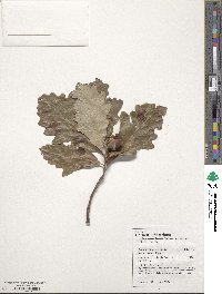 Quercus bicolor image