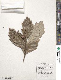 Quercus bicolor image