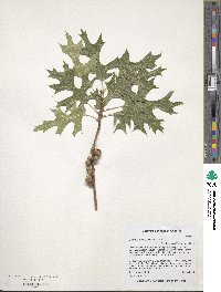 Quercus buckleyi image