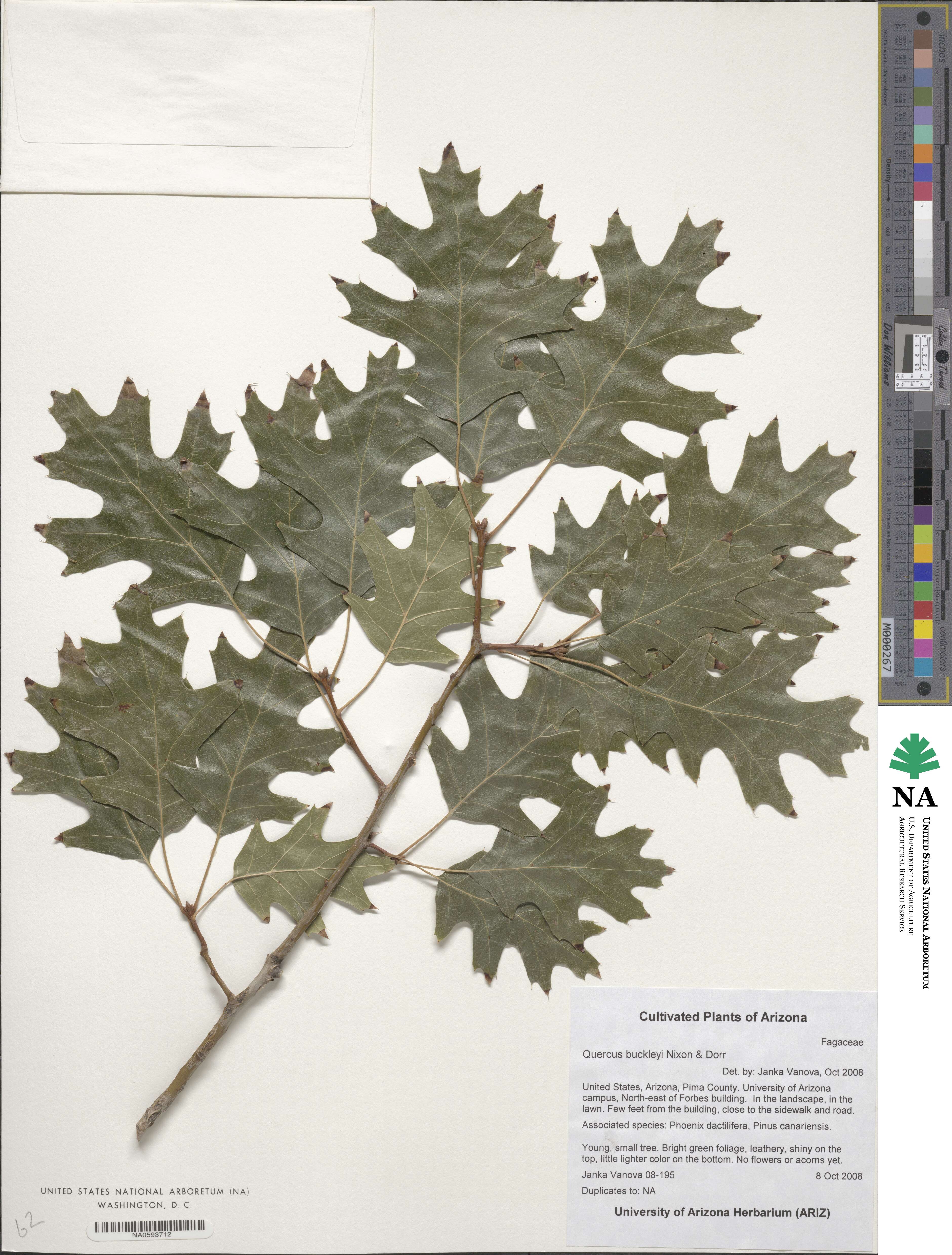 Quercus buckleyi image