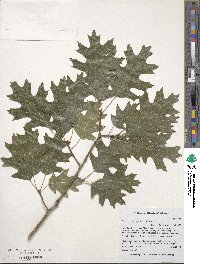 Quercus buckleyi image