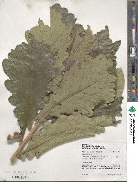 Quercus dentata image