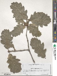 Quercus dentata image