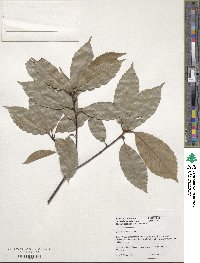 Quercus glauca image