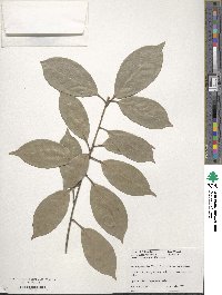 Quercus glabra image