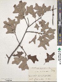 Quercus ilicifolia image