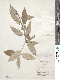 Quercus leucotrichophora image