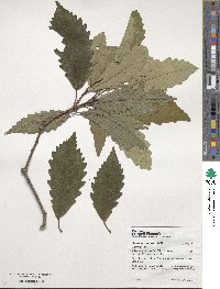 Quercus montana image