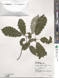 Quercus muehlenbergii image