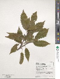 Quercus muehlenbergii image