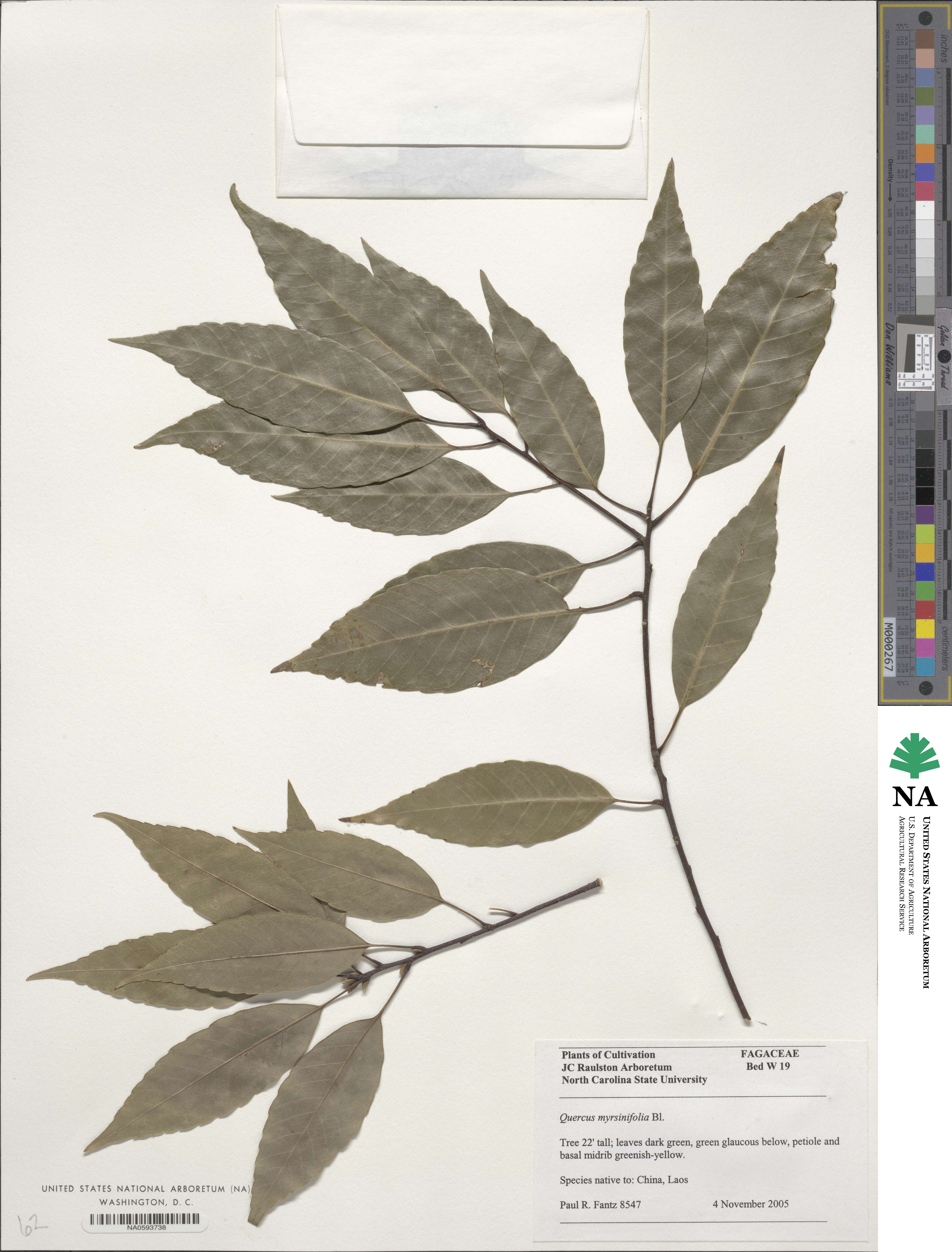 Quercus myrsinifolia image