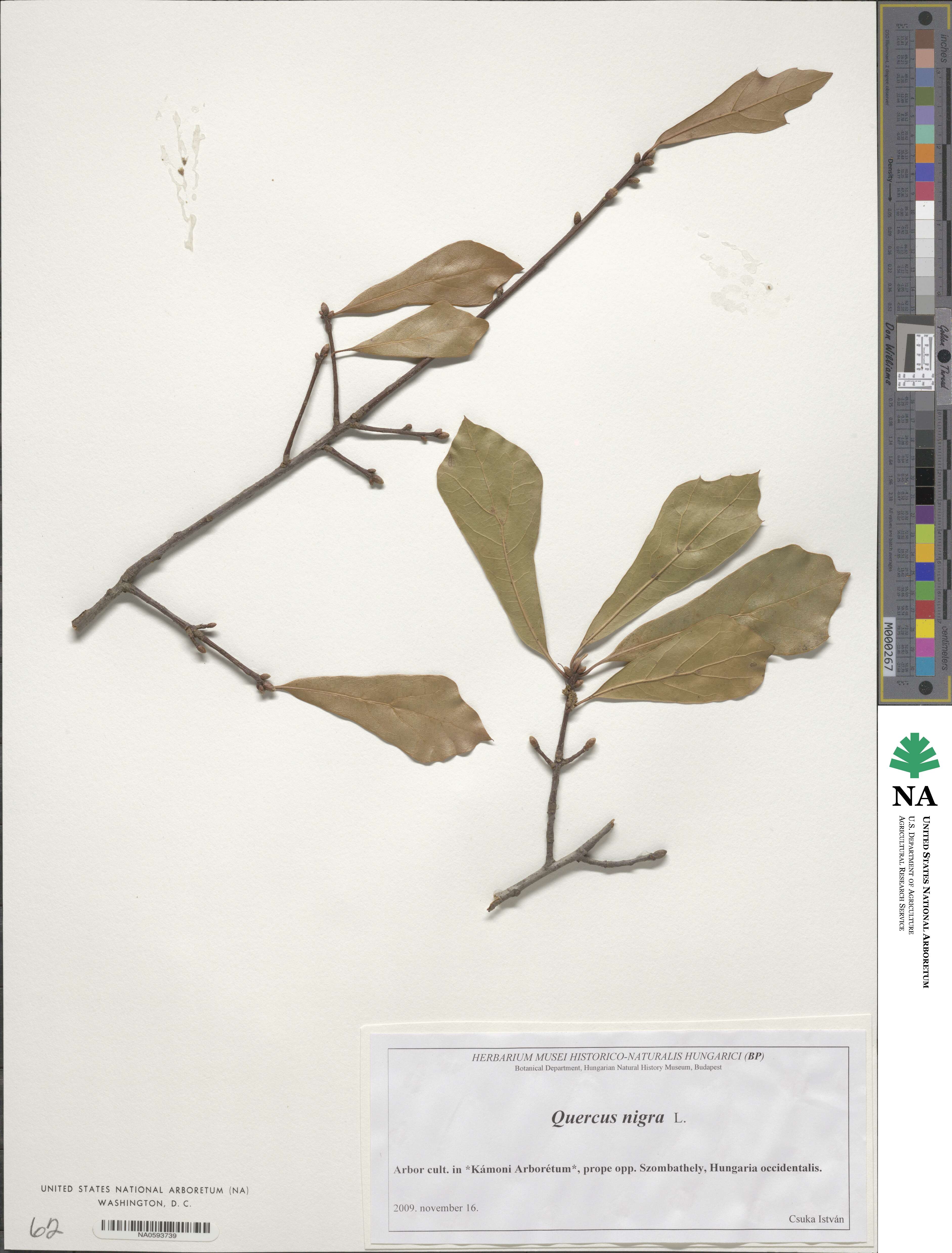 Quercus nigra image