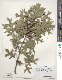 Quercus palustris image