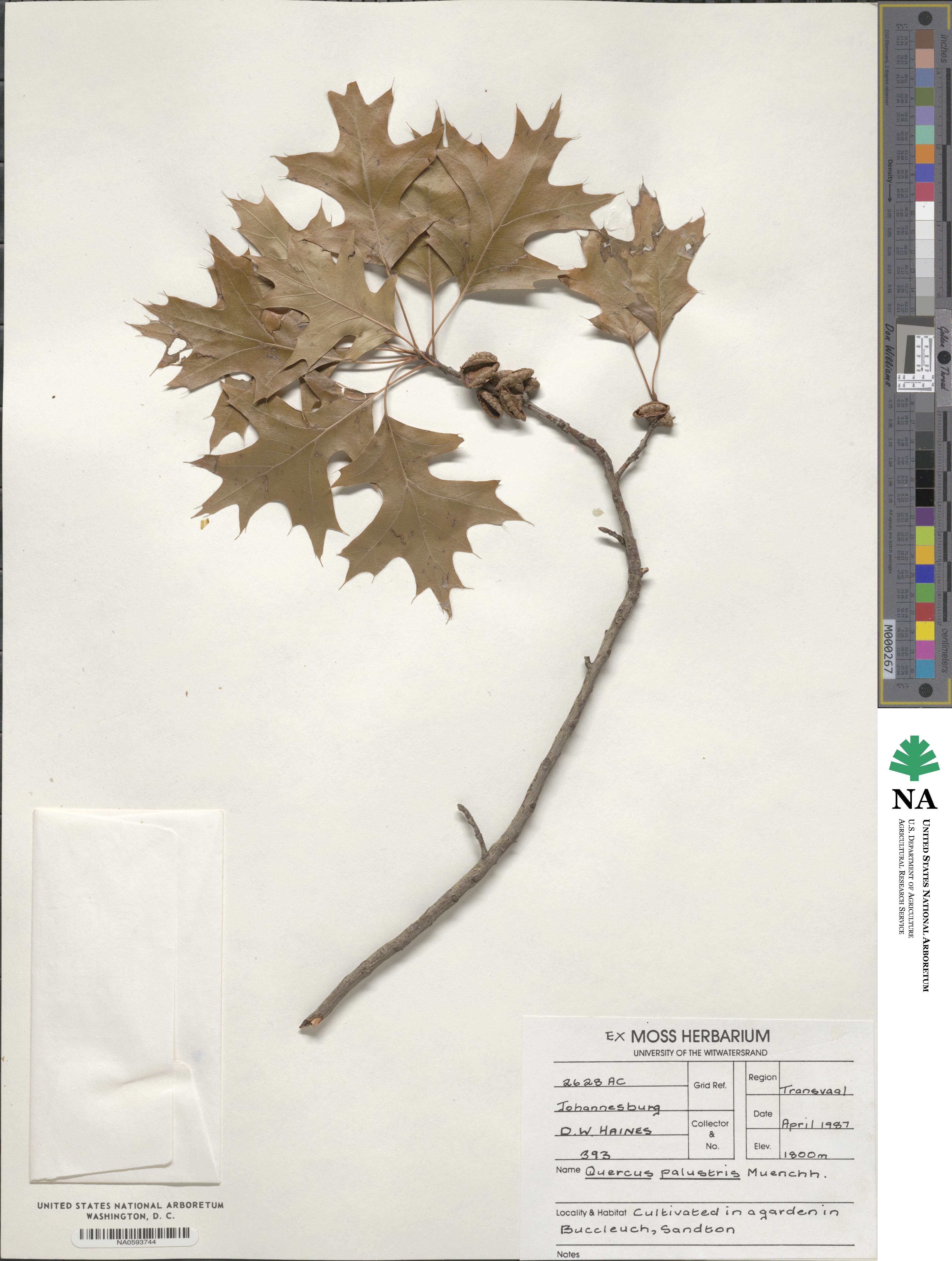 Quercus palustris image