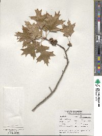 Quercus palustris image