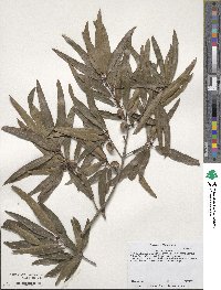 Quercus phellos image