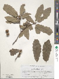 Quercus prinoides image