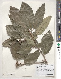 Quercus michauxii image