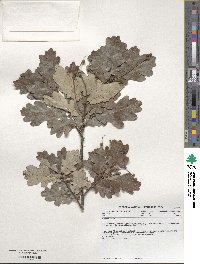 Quercus robur image