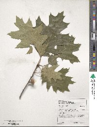 Quercus rubra image