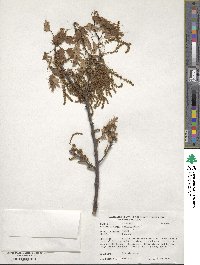 Quercus rubra image