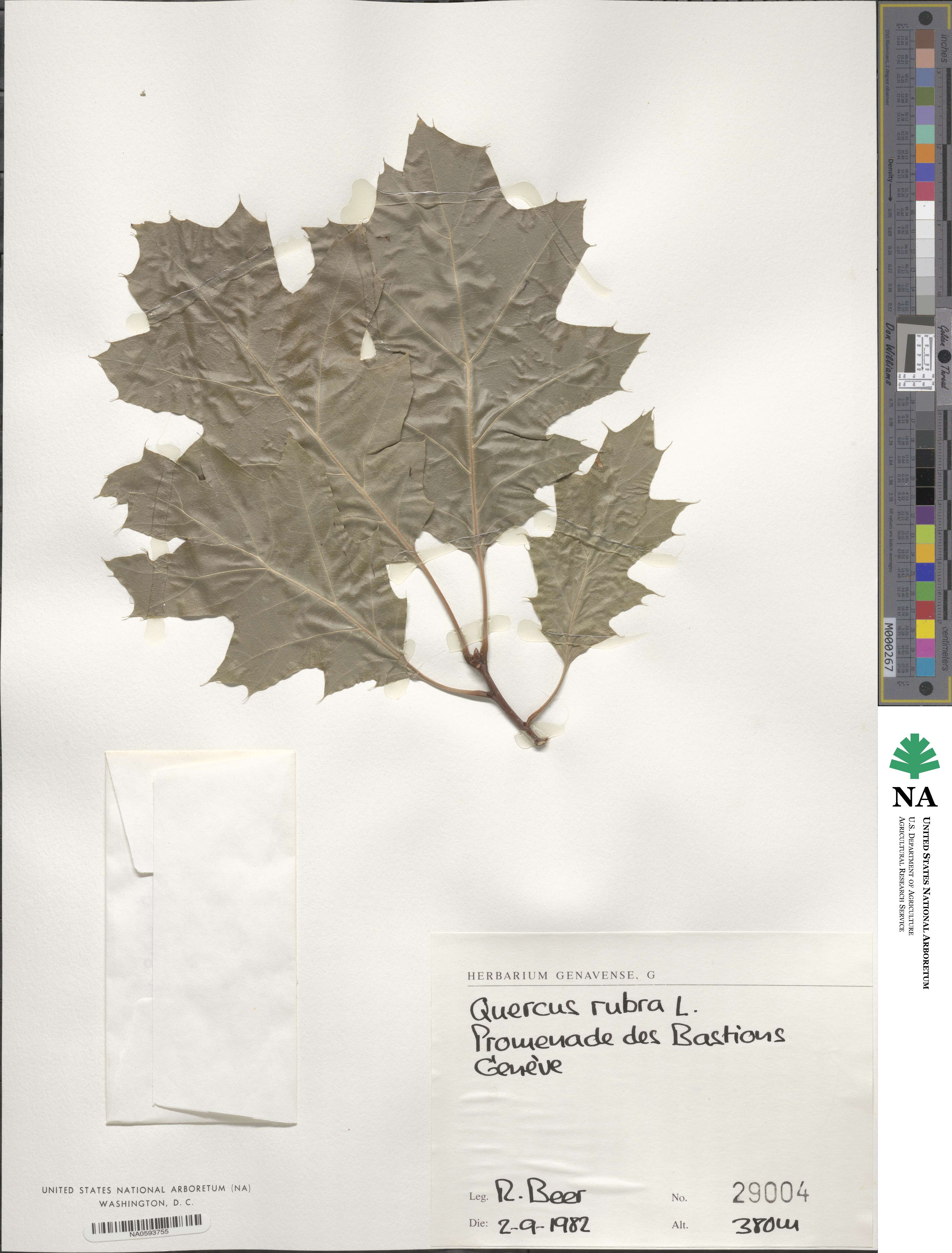 Quercus rubra image