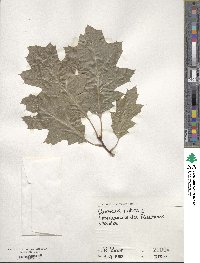 Quercus rubra image