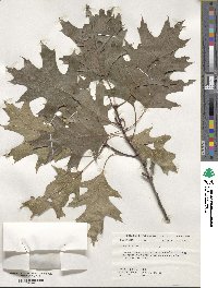 Quercus rubra image