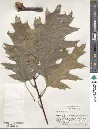 Quercus rubra image