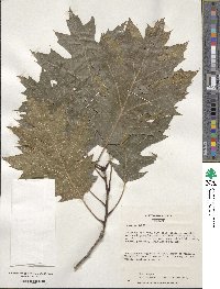 Quercus rubra image