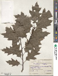 Quercus rubra image