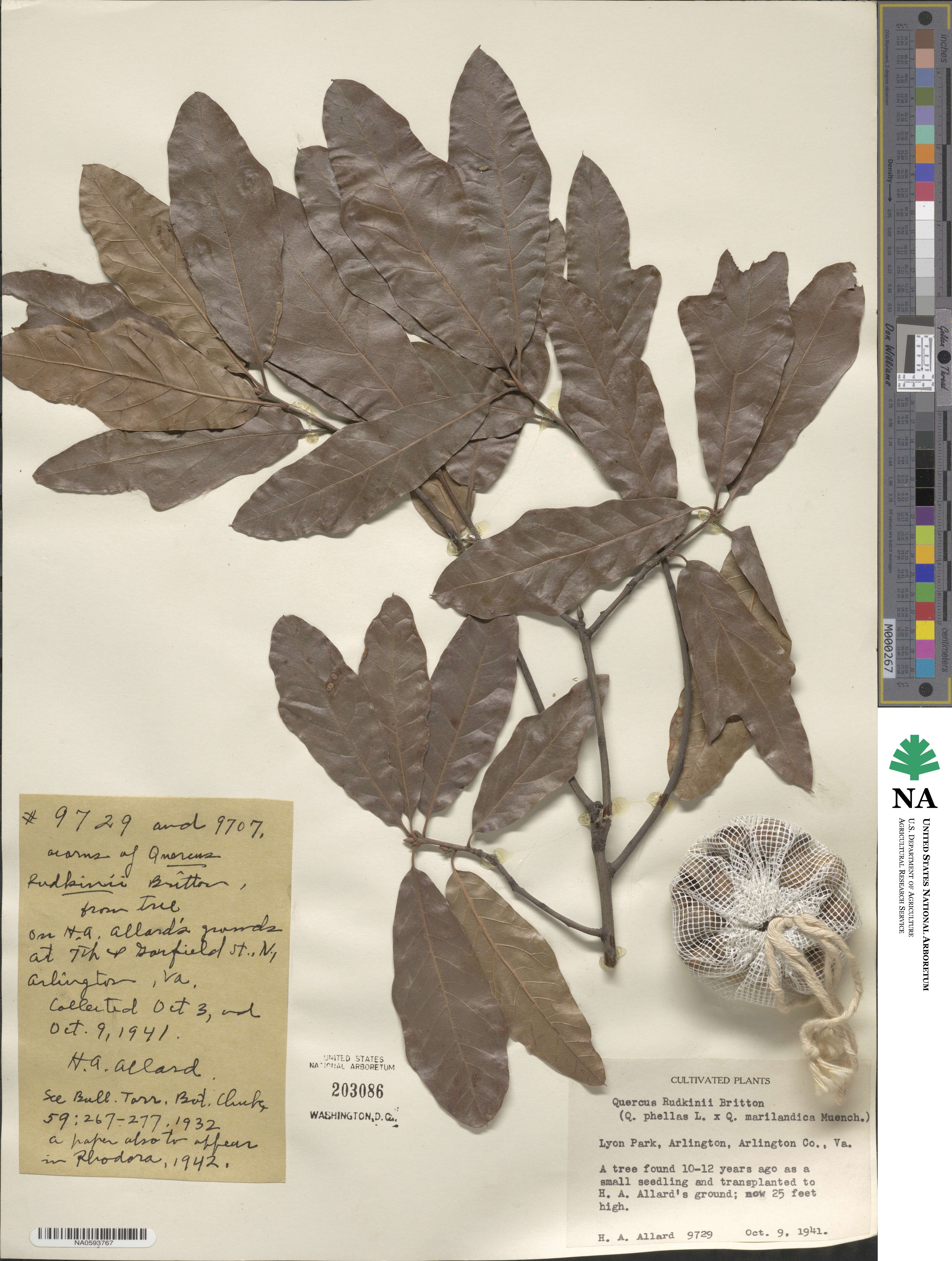 Quercus × rudkinii image