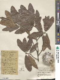 Quercus × rudkinii image