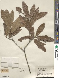 Quercus × rudkinii image