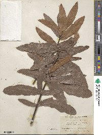 Quercus × rudkinii image