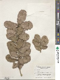 Quercus rugosa image