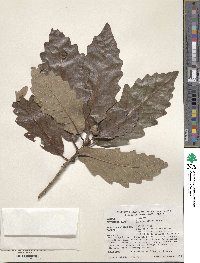 Quercus × saulii image