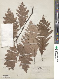 Quercus × saulii image