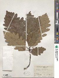 Quercus × saulii image